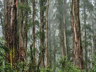 A Mountain Ash vs. Southern Blue Gum Tree: 5 Differences Between These Towering Giants