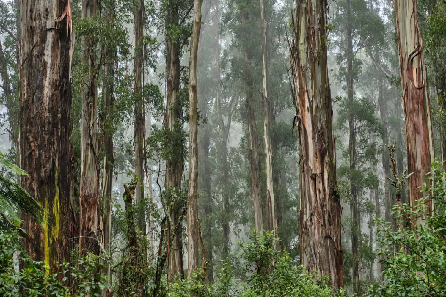 Australian Mountain Ash, Eucalyptus regnans, known variously as mountain ash, swamp gum, or stringy gum, is a species of medium-sized to very tall forest tree that is native to Tasmania and Victoria,