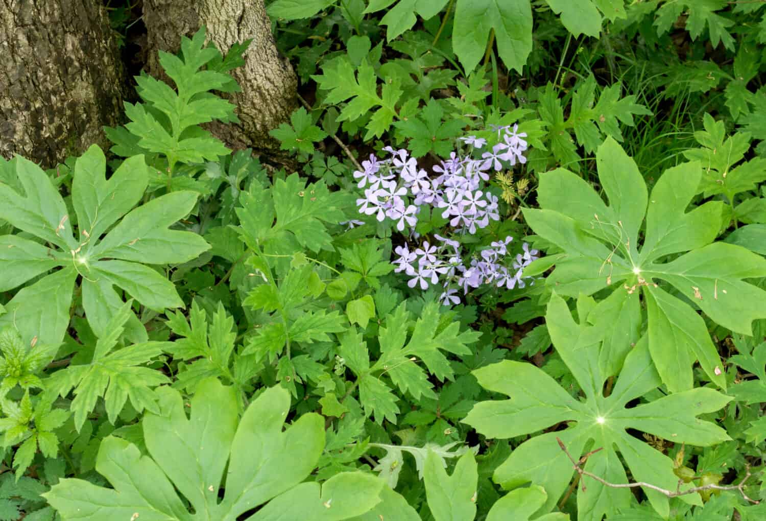 Purple phlox grow in early spring, among the bright green may apples in this shady spring woods