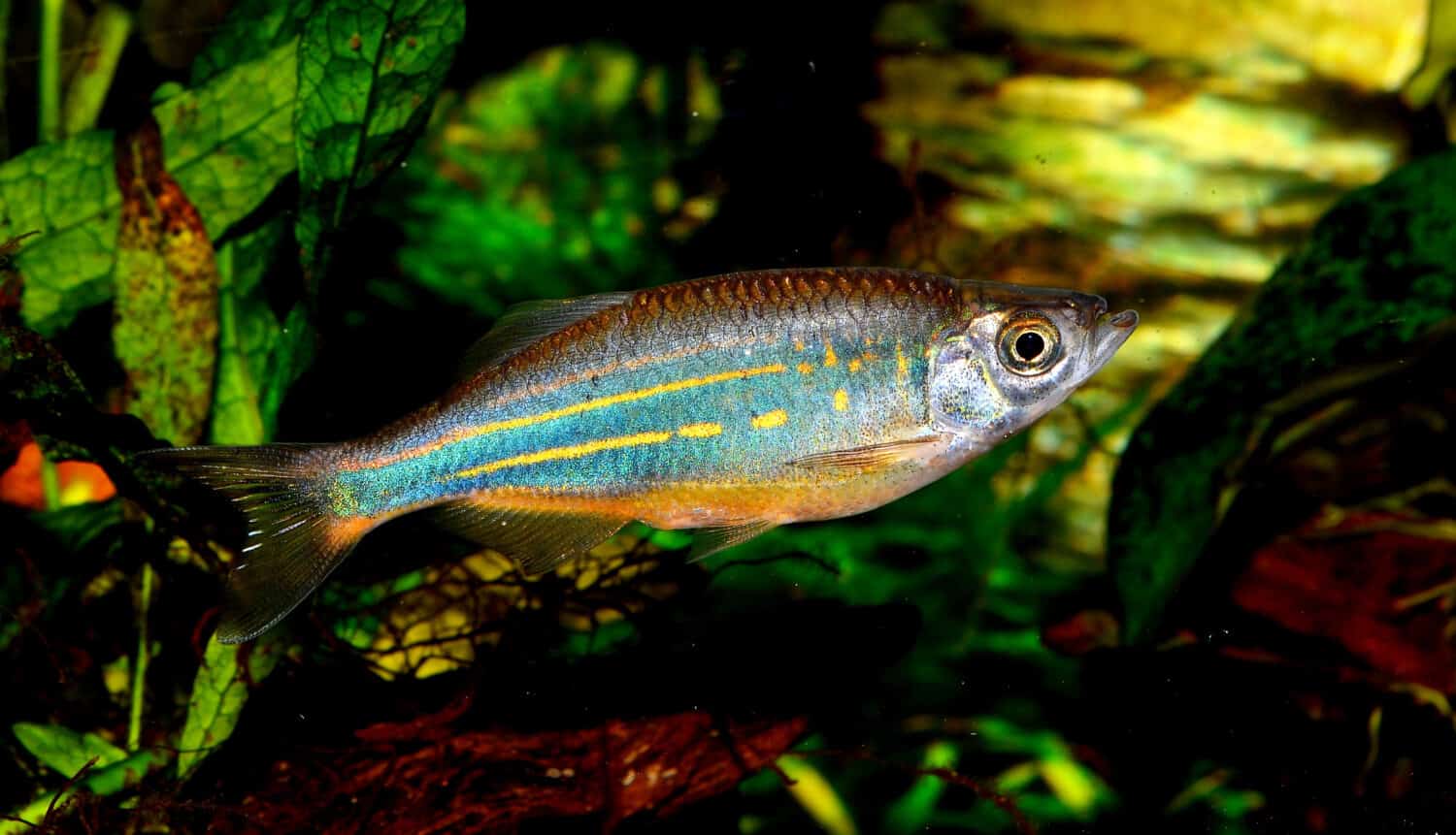 specimen of giant danio fish Danio aequipinnatus malabaricus in tropical freshwater aquarium