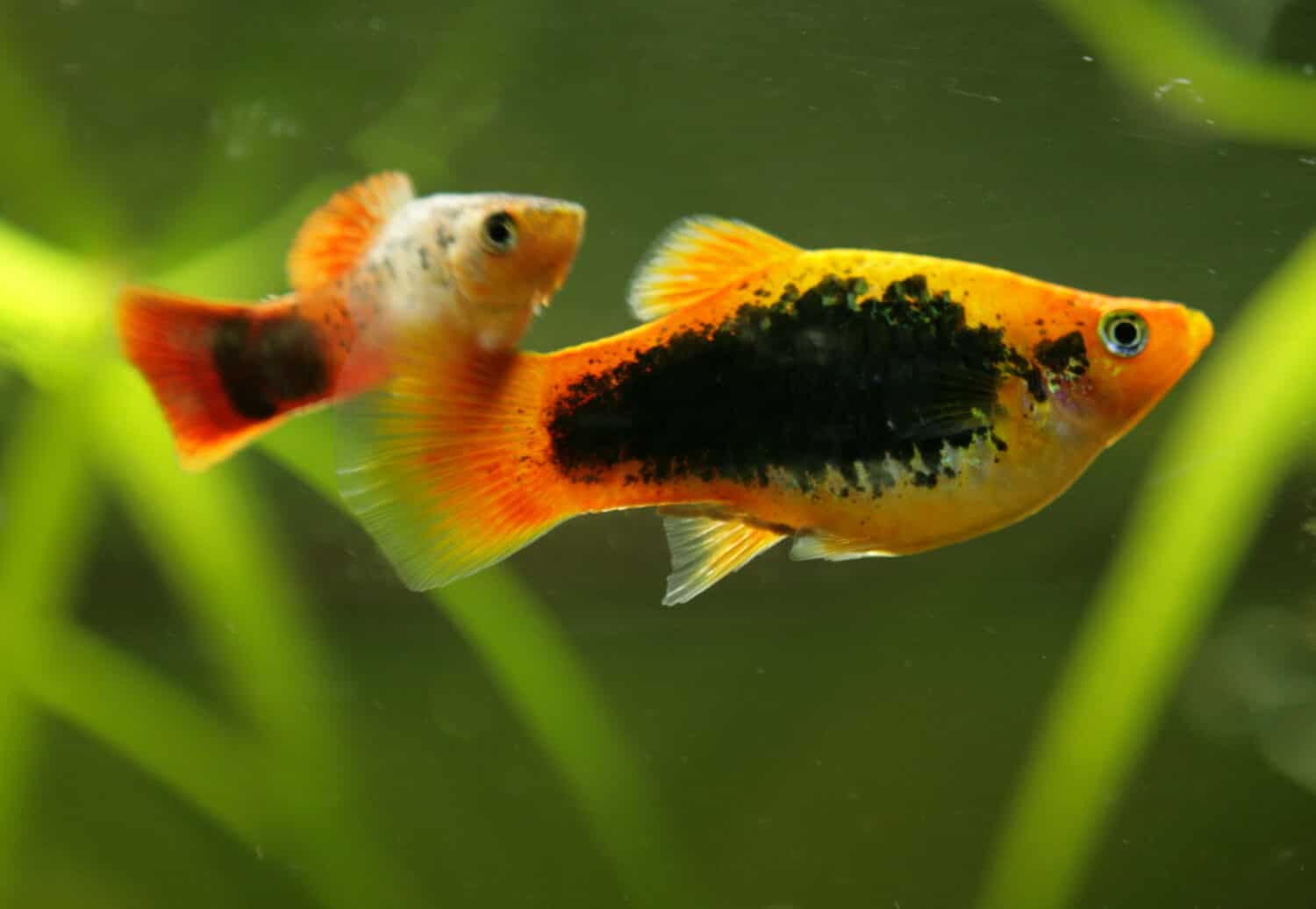 Platy tropical fish with a green background