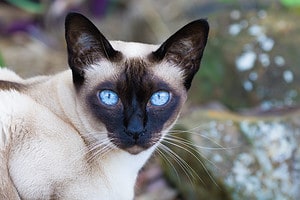 The 18 Beautiful Cat Breeds with Blue Eyes photo