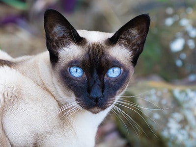 A The 18 Beautiful Cat Breeds with Blue Eyes