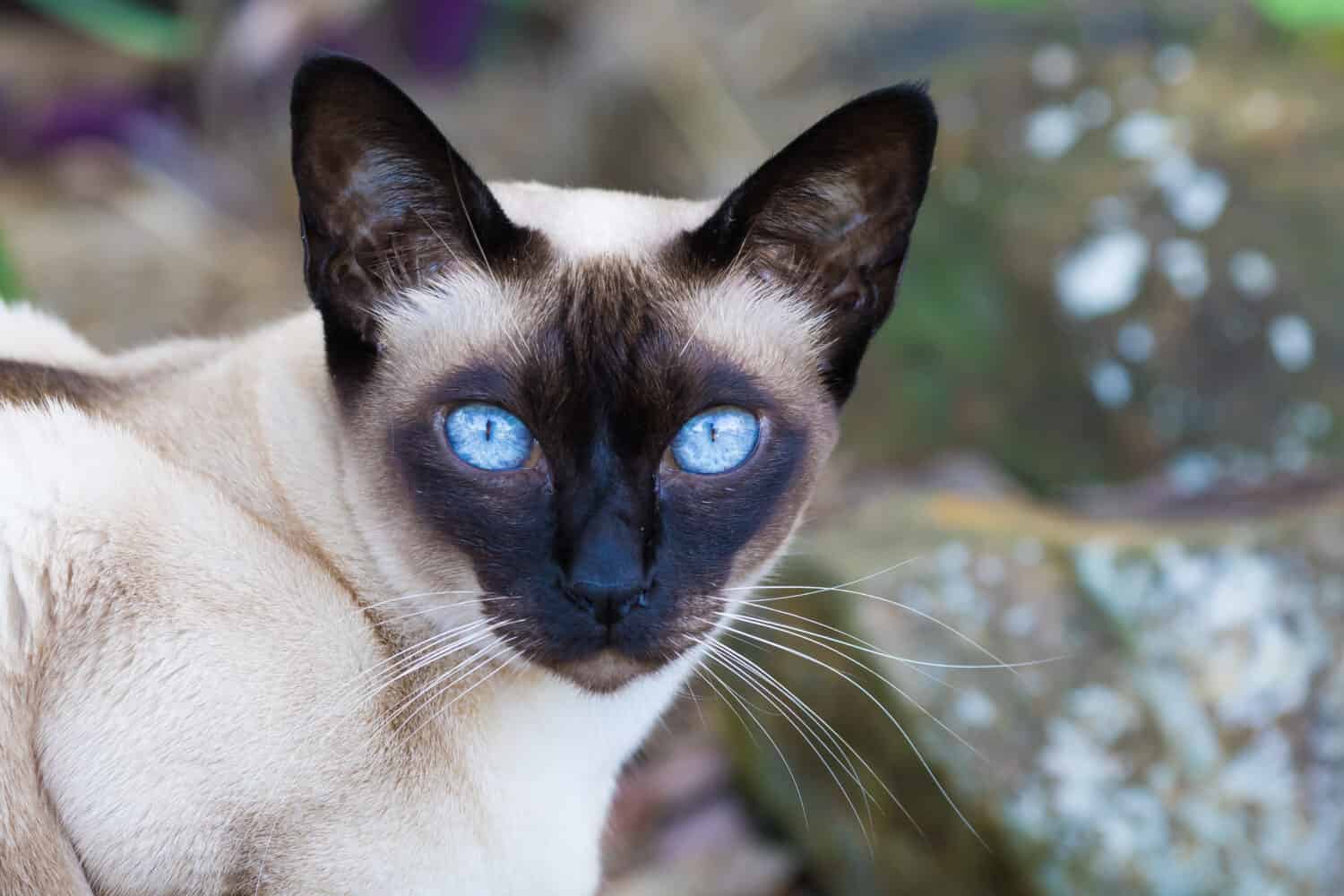 Tonkinese cat . She is a seal-point Tonkinese cat with stunning blue eyes