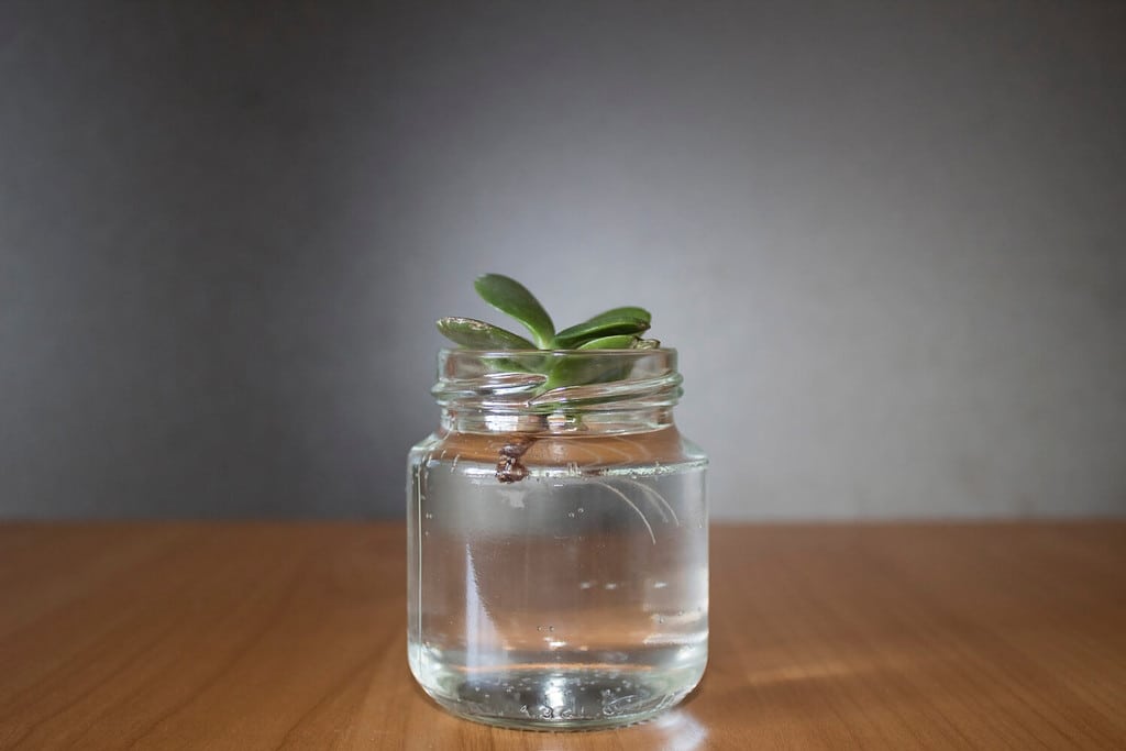 Jade plant propagation in small jar full of water. Succulent water propagation. Crassula Ovata succulent trying to grow in water. Easy to care plant. Hope for new growth. Money plant waiting to grow.