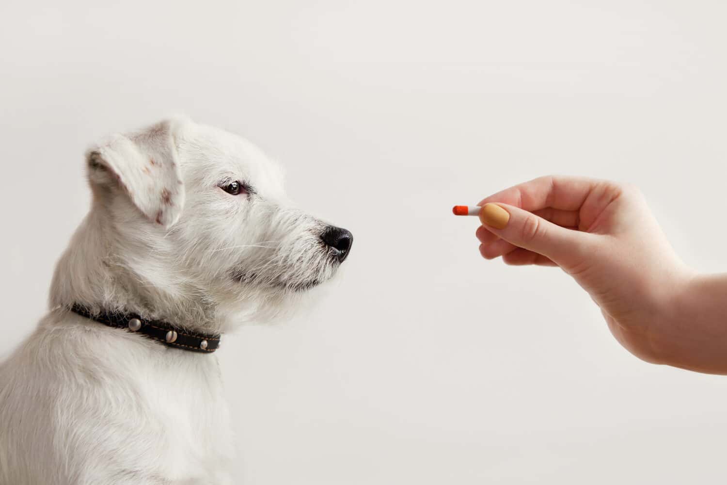 Sick dog Jack Russell Terrier waiting get pill from hand of owner or doctor. Pet health care, veterinary drugs, treatments, medical food supplement concept