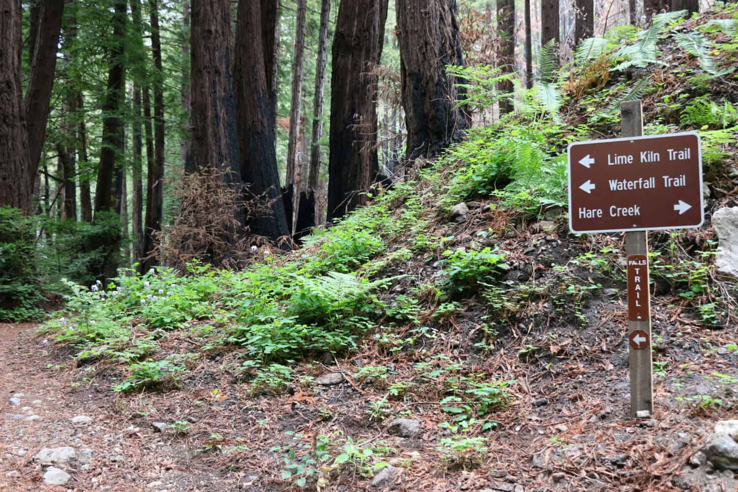 Signpost on a hiking trail, Limekiln State Park, Big Sur, CA.  The charred trunks of tall trees contrast with lush, bright green new growth on the forest floor.