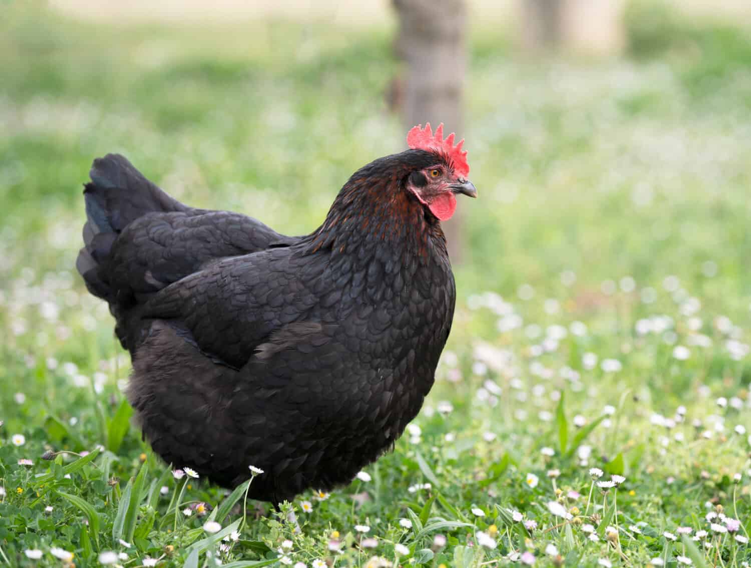 Marans chicken in a garden in spring