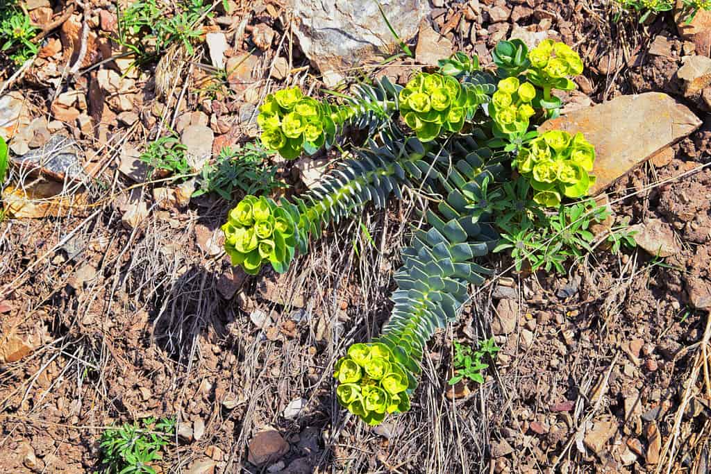 Upright Myrtle Spurge, Gopher spurge, blue spurge or broad-leaved glaucous-spurge Euphorbia Rigida. A succulent species of flowering plant in the family Euphorbiaceae. Wasatch Front, Rocky Mountains,