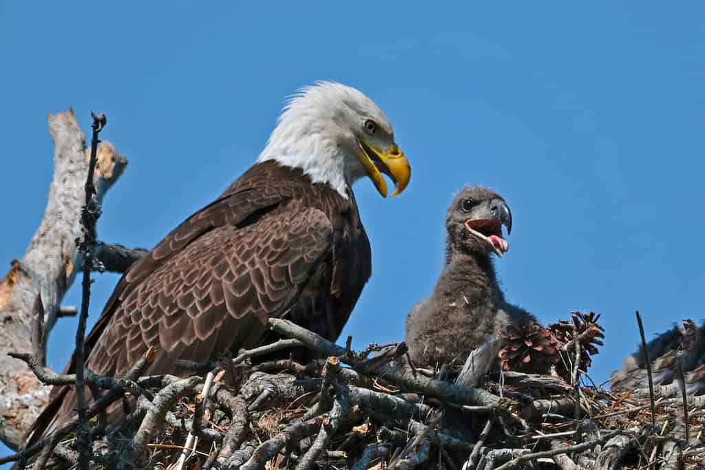 Bald Eagle in Nest with Eaglet