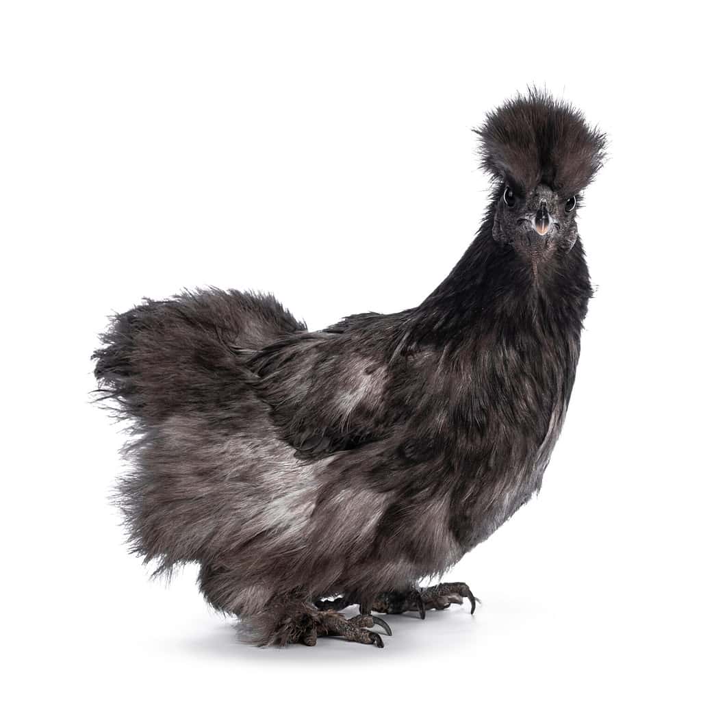 Young blue Silkie bantam chicken, standing side ways. Looking straight to camera. Isolated on a white background.