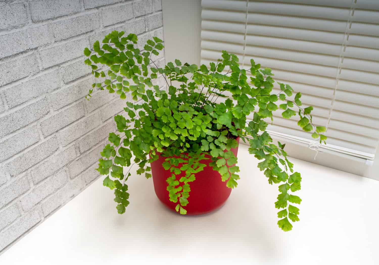 Adiantum capillus-veneris, the Southern maidenhair fern, black maidenhair fern, maidenhair fern and venus hair fern, is a species of ferns in the genus Adiantum and the family Pteridaceae