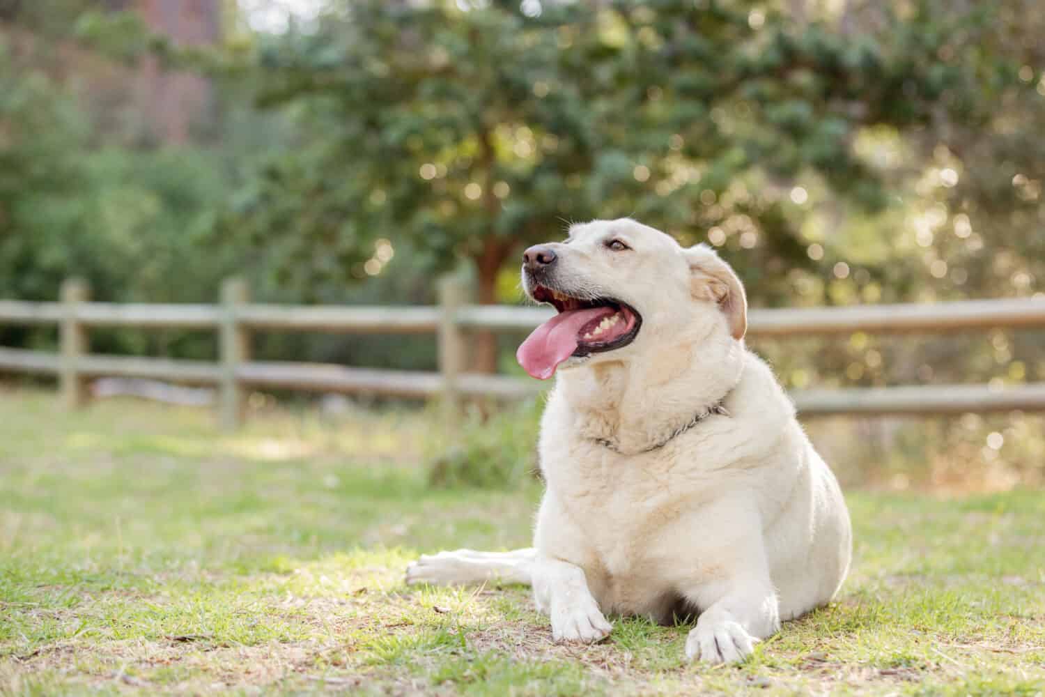 Overweight White Labrador retriever in a park