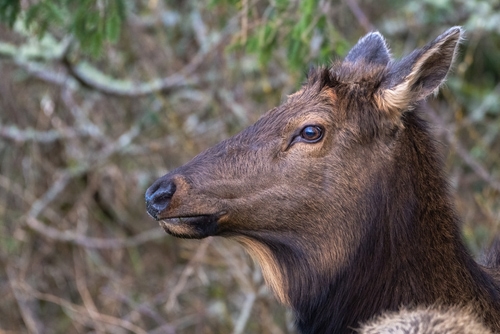 A CLOSE UP PHOTOGRAPH OF A FEMALE ROOSEVELT ELK IN CANNON BEACH OREGON