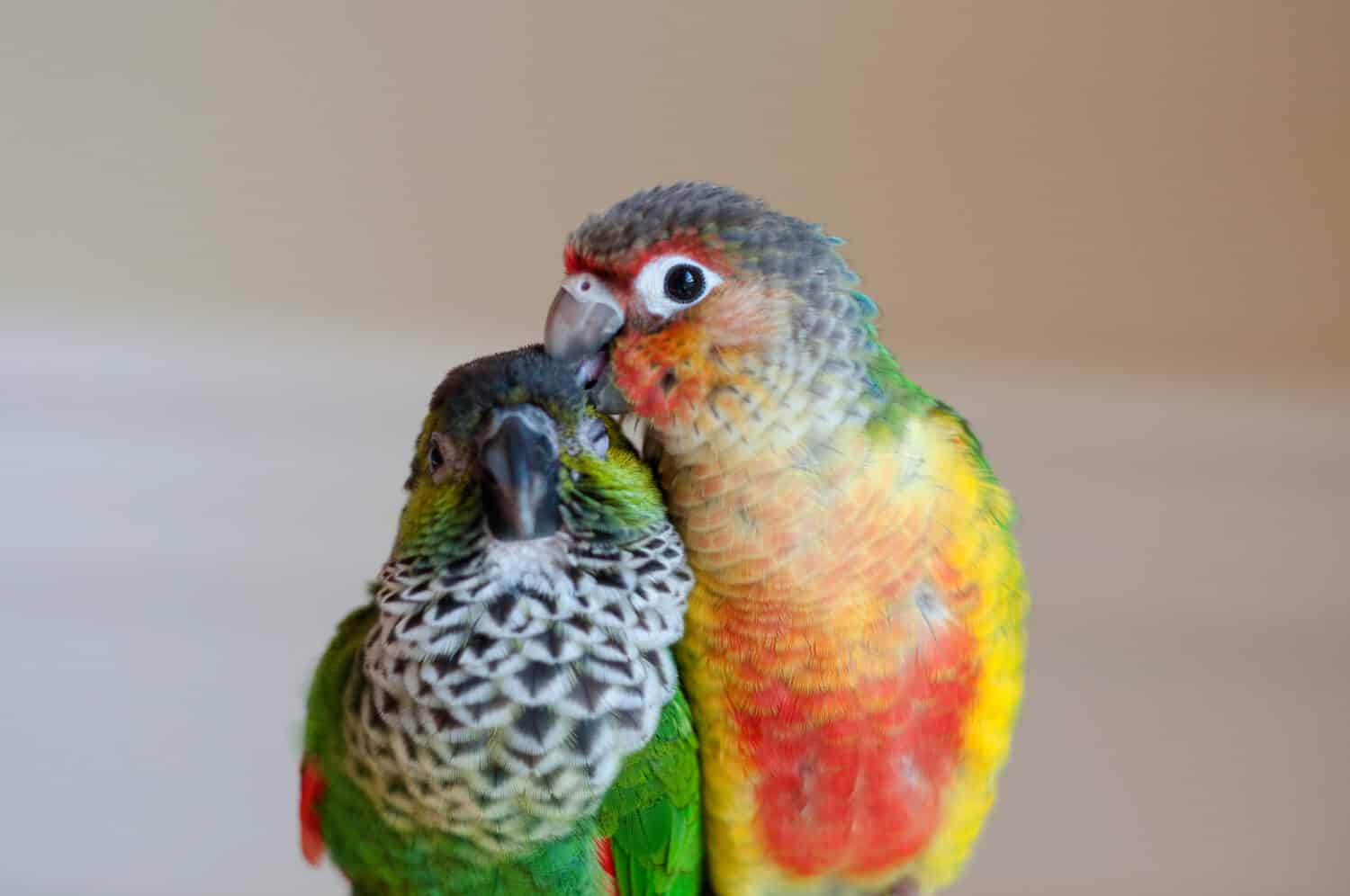 Happy Young black capped conure and high red yellow sided green cheeked conure enjoying each other's company cuddling scratching head