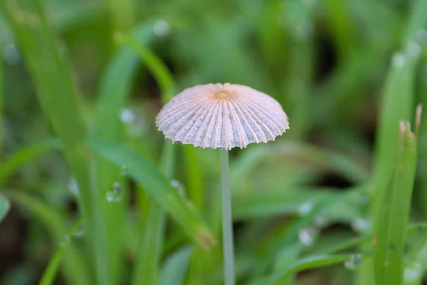 A closeup shot of a Parasola plicatilis mushroom on a blurred background