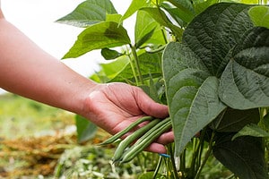 4 Clear Signals Your Green Beans Are Ready to Be Harvested (Plus Tips on Storing Them)  photo
