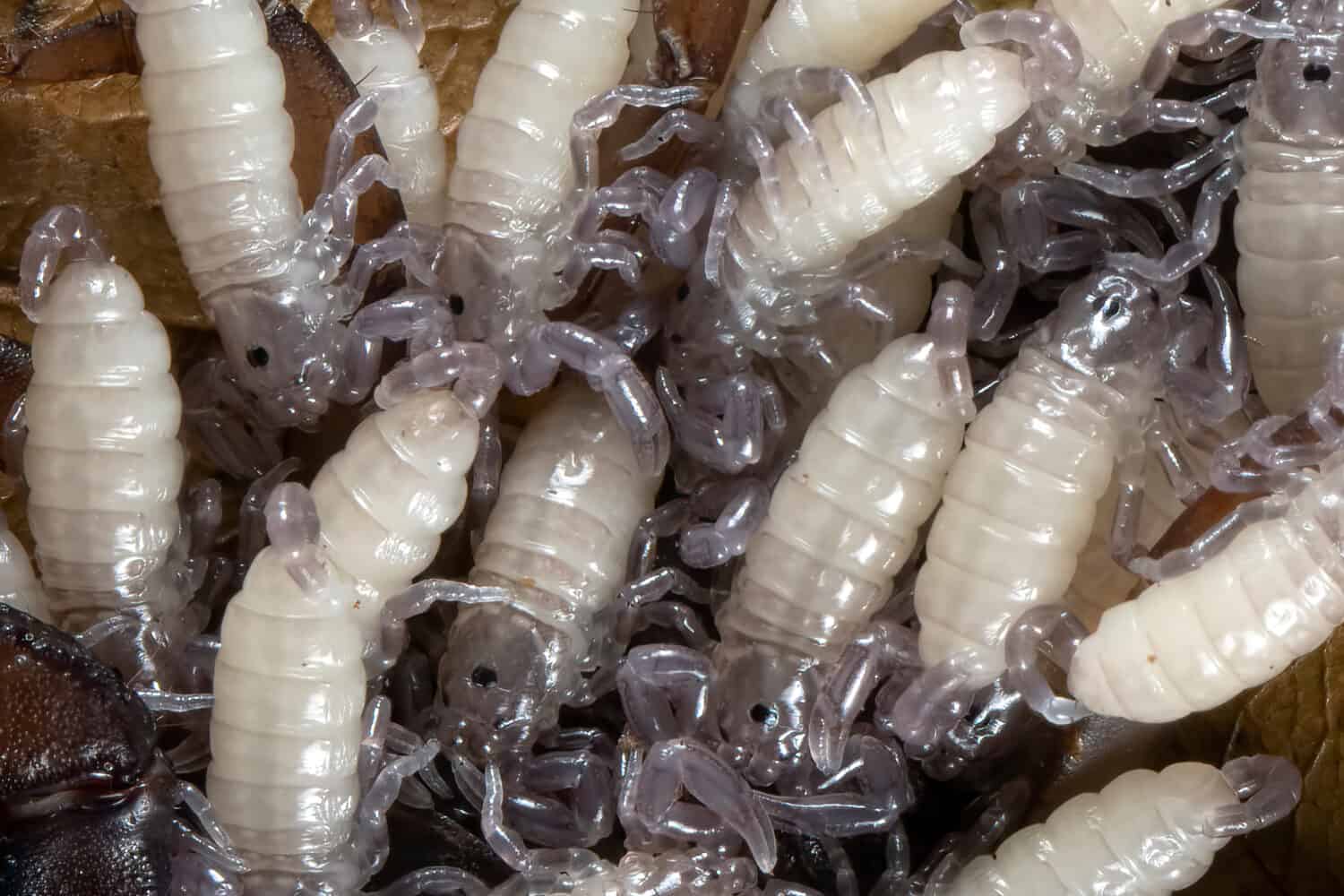 Baby Chaerilus Celebensis scorpion closeup, Chaerilus Celebensis scorpion, mini barks scorpion