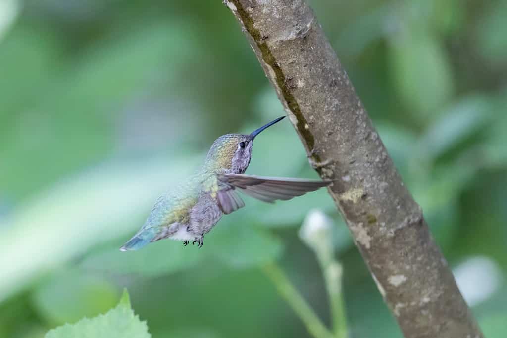 anna's hummingbird licks up sap at Vancouver BC Canada