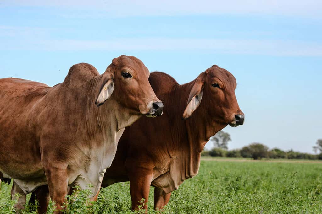 Red Brahman in Santa Fe (Argentina). Red Brahman Breed is originary from India. The Brahman has good tolerance of heat and is widespread in tropical regions. It is resistant to insects.