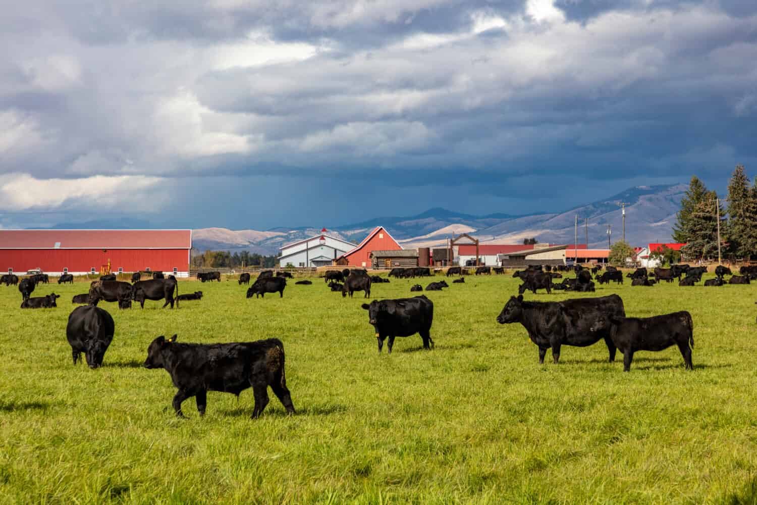 Black angus cattle graze in pasture at Fort Owen State Park in Stevensville, USA