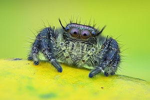 8 Spiders Crawling Around Phoenix Picture