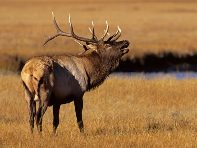A Roosevelt Elk