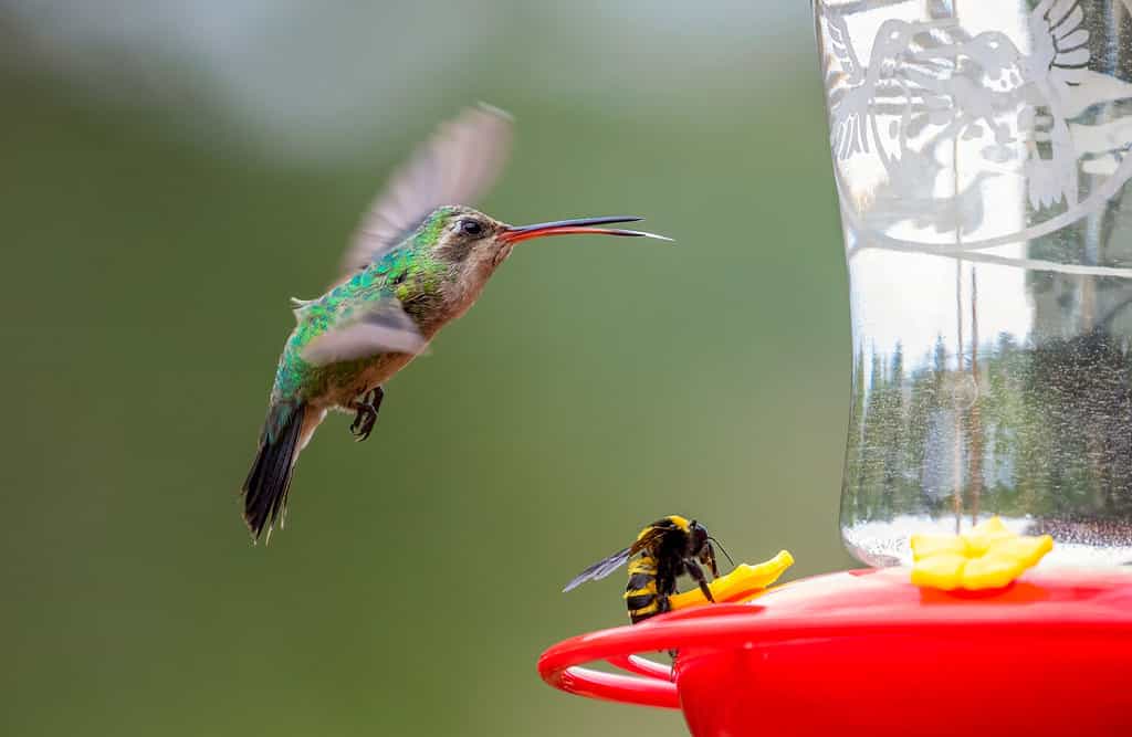 USA, Arizona, Madera Canyon. Broad-billed hummingbird and bumble bee on feeder.