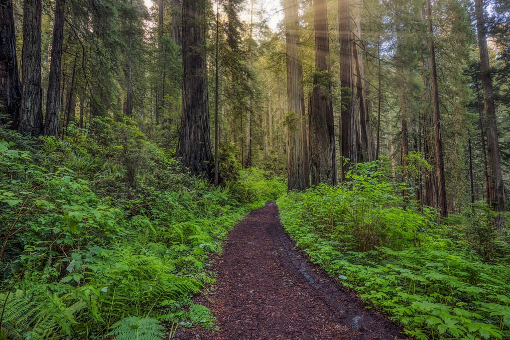 Sunbeams and pathway through ferns and redwood trees, Del Norte Coast Redwoods State Park, Damnation Creek Trail, California