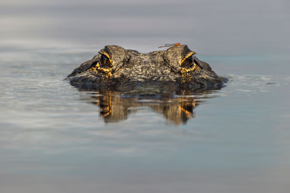 American alligator with dragonfly on head