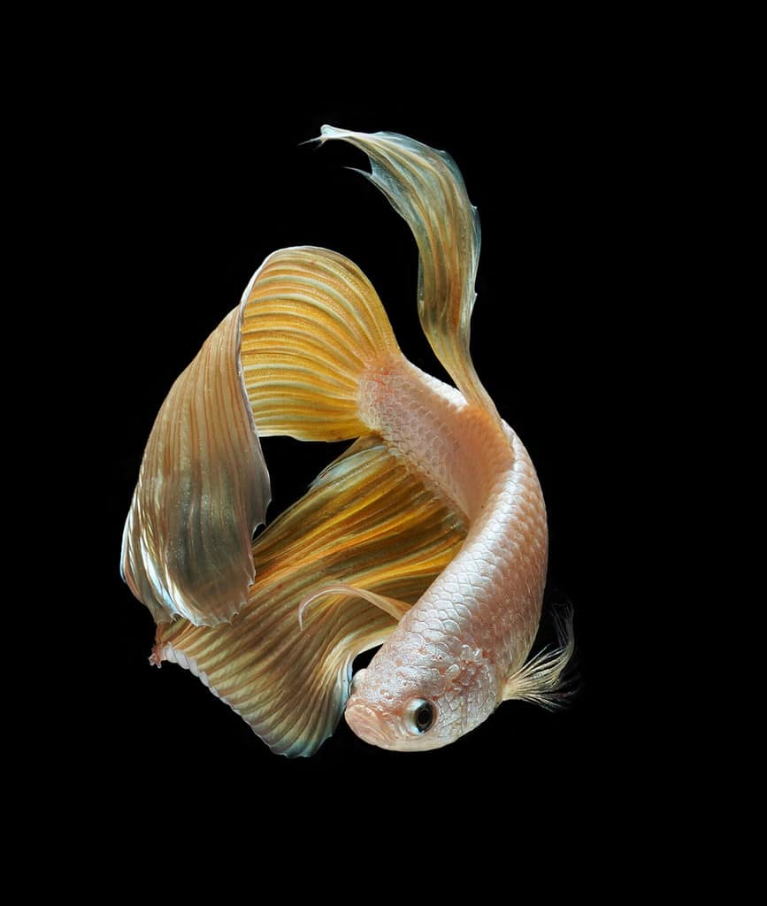 Gold Veilteil betta fish for your fancy fish tank