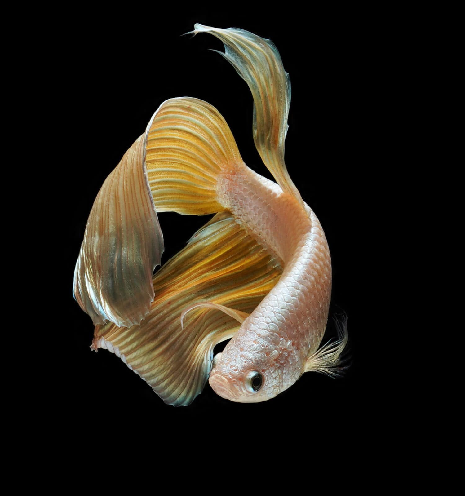 Gold Veilteil betta fish for your fancy fish tank