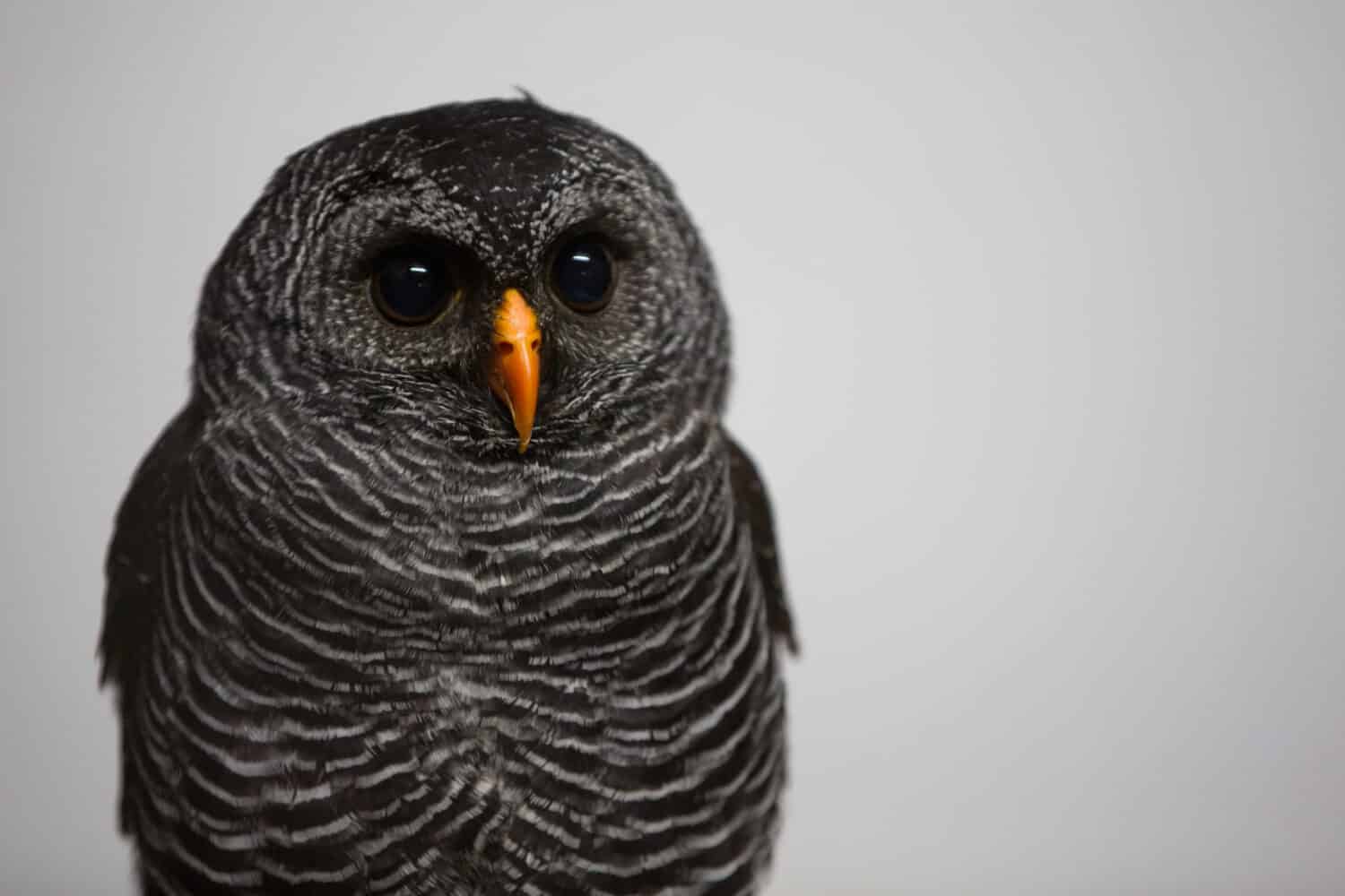 An owl staring straight. Black-banded owl