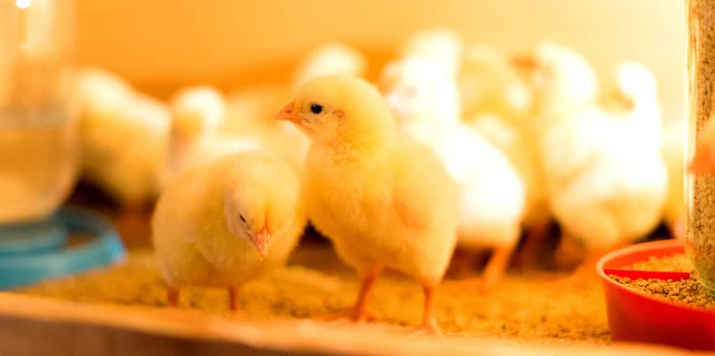 Broiler cross chickens in a brooder with a feeder and a drinking bowl. Two chicks in focus. Shallow depth of field.