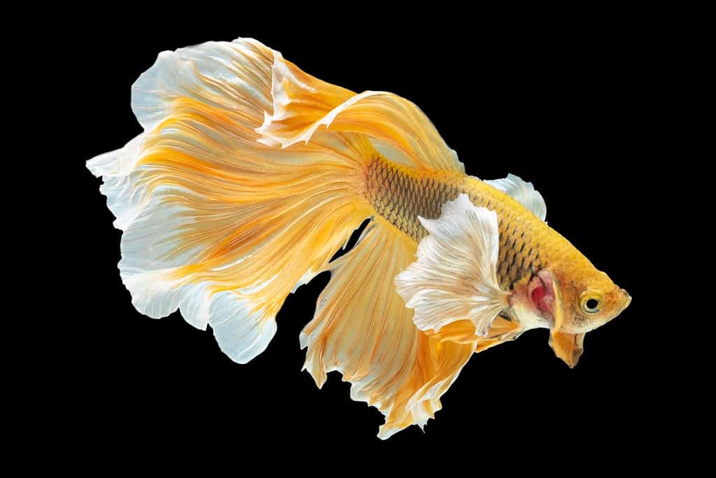 Yellow betta fish, Siamese fighting fish, betta splendens (Halfmoon betta, Pla-kad (biting fish) isolated on black background.