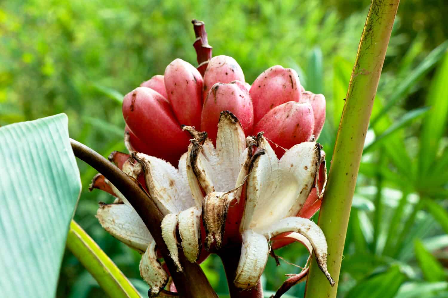 Musa velutina, the hairy banana or pink banana, ornamental plant