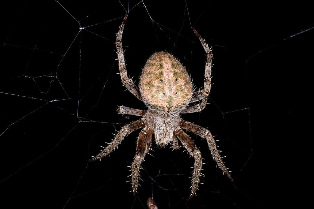 Neoscona crucifera is an orb-weaver spider in the family Araneidae.