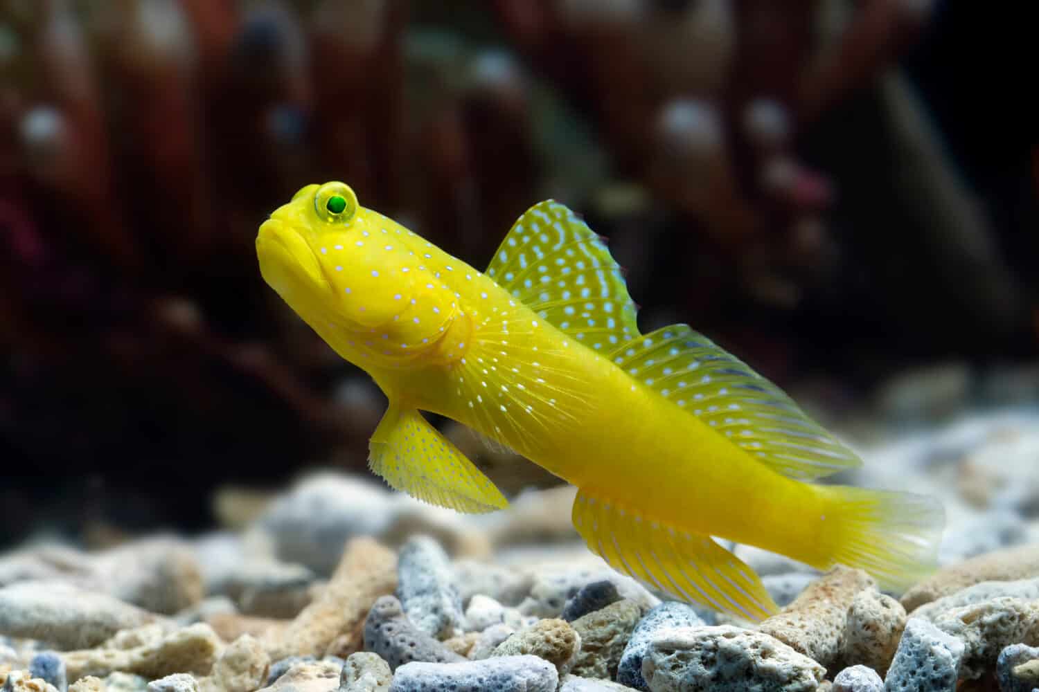 Beautiful yellow coral gobby closeup,  Watchman Gobies fish closeup, marine fish