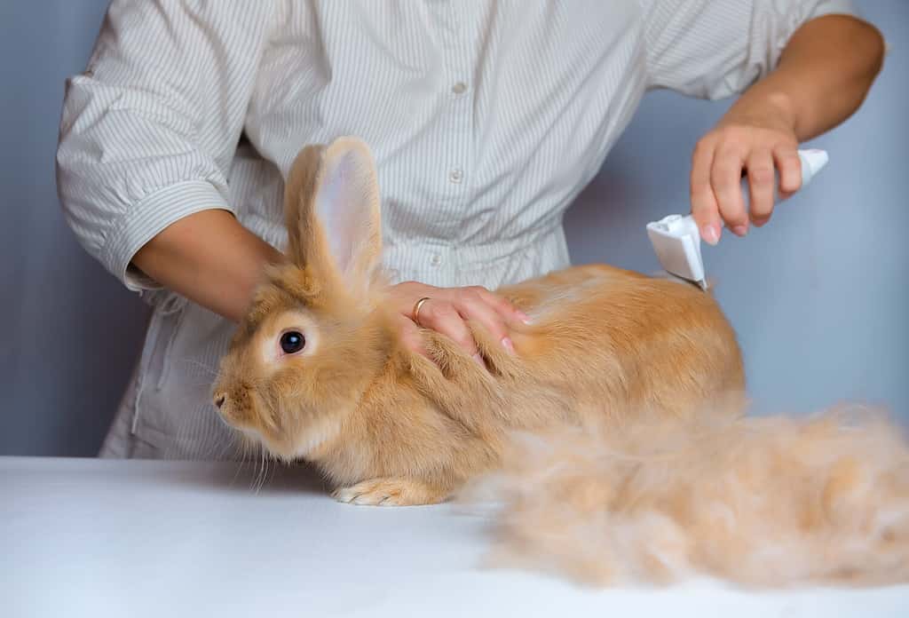 Convenient and effective pet care. Removal of loose tench and undercoat in a rabbit. Grooming.