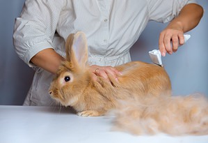 Why Is My Rabbit Shedding So Much? Why It Happens and Grooming Tips Picture