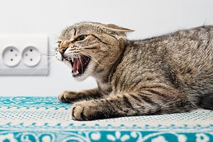 Rabies in Cats: 9 Signs To Look For and Next Steps to Take Picture