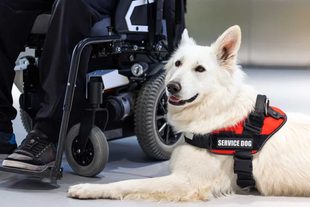 Service dog giving assistance to disabled person on wheelchair.