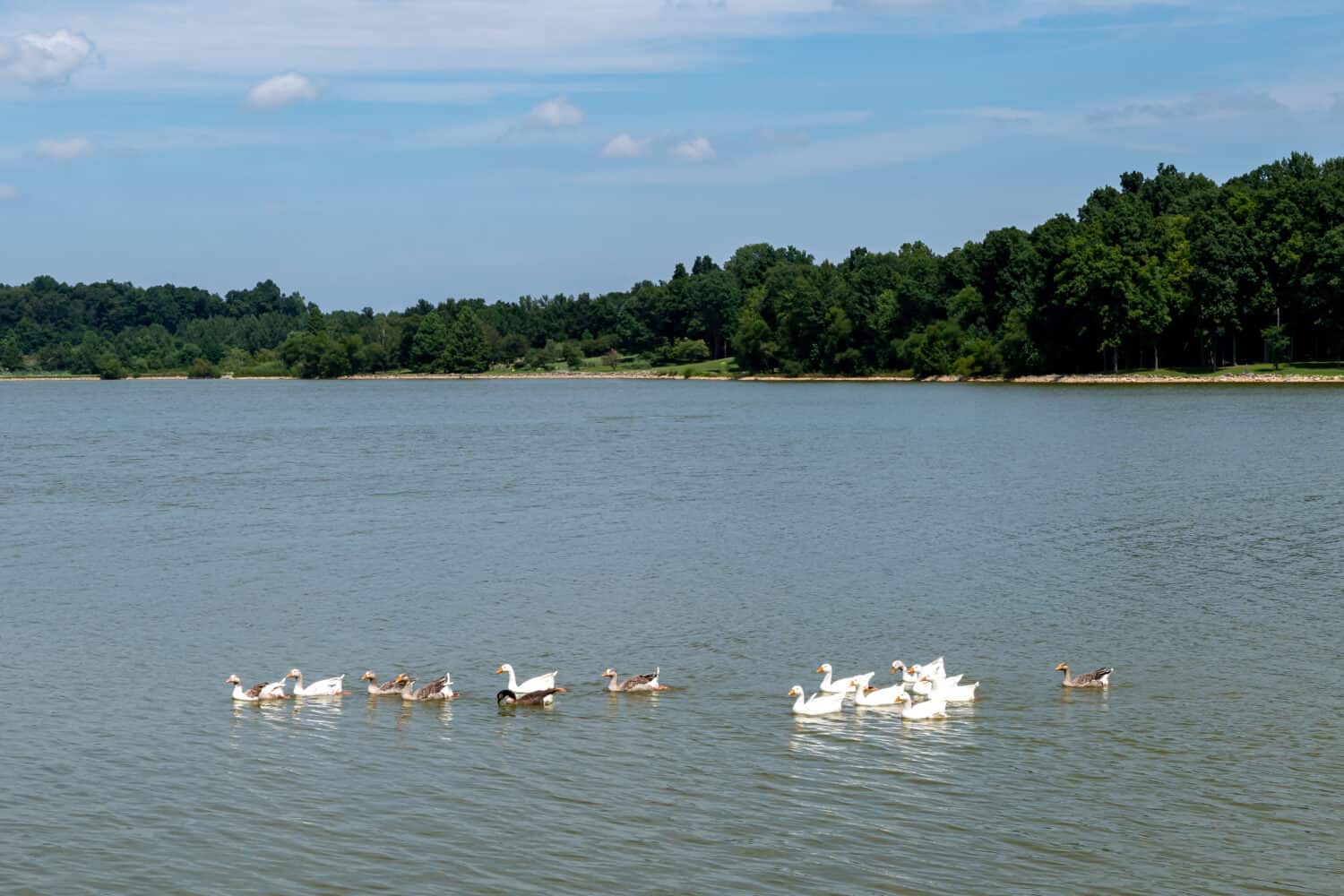 Adorable geese swim across Freeman Lake in Elizabethtown, KY on a beautiful sunny summer day.