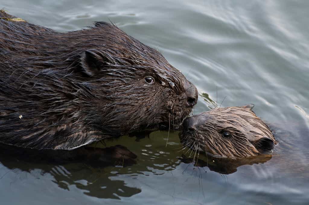 A young beaver is cuddling up to a parent, Moscow, Russia