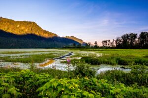 Wetland vs. Marsh vs. Swamp: Understanding the Key Differences Picture