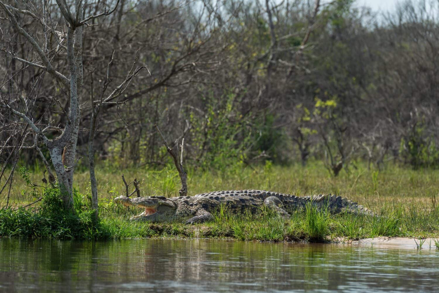 Nile Crocodile - Crocodylus niloticus, large crocodile from African lakes and rivers, Nile river, Murchison falls, Uganda.