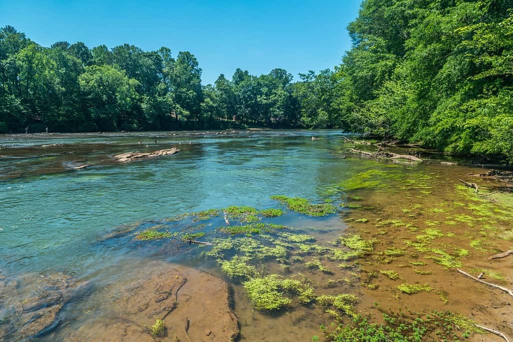 Looking downstream wide angle view of the Chattahoochee river with people fishing and Canadian geese in the water in the distance on a bright sunny day in late spring