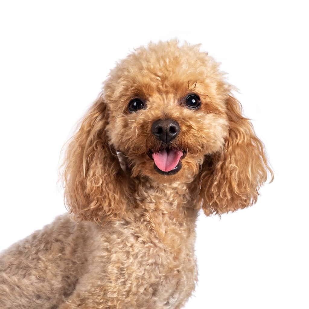 Head shot of adorable young adult apricot brown toy or miniature poodle. Recently groomed. Sitting side ways facing camera with mouth open showing tongue. Isolated on a white background.