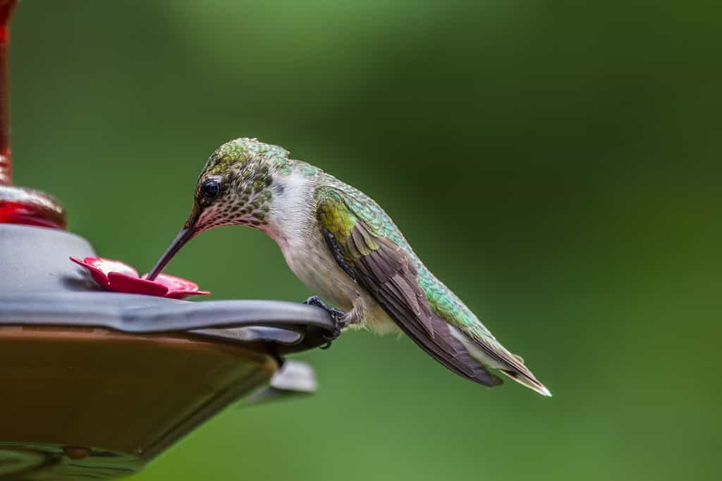 A beautiful large hummingbird perched on a metal feeder drinking lots of sugar water for energy in summertime closeup