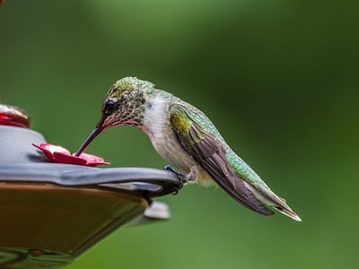 A 7 Effective and Natural Ways to Keep Bees Away From Your Hummingbird Feeder